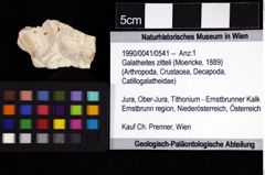 Foto (Objket + Etiketten) von Galatheites zitteli (Moericke, 1889) 